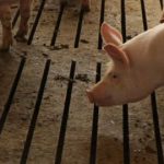 Hours After Pigs' Death, Scientists Restore Brain Cell Activity