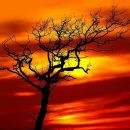 Frank Klare - Hommage To A Tangerine Tree
