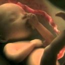 Life in the womb (9 months in 4 minutes)