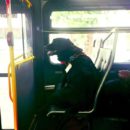 Dog rides bus by herself every day to play in local park - then takes bus home again