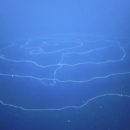 Ανακαλύφθηκε το μακρύτερο ζώο στη γη – Ζει στη θάλασσα και έχει μήκος πάνω από 120 μέτρα