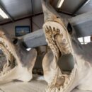 Αθάνατοι... κυνηγοί στην άβυσσο: Ο καρχαρίας που ζει για αιώνες, παραμένοντας θανατηφόρος