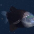 New deep-sea sighting: The barreleye fish has a transparent head and tubular eyes