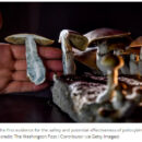 Psychedelic psilocybin could treat anorexia in some patients, trial suggests
