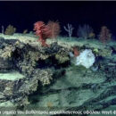 Περί μιας «άγνωστης» βιολογικής πραγματικότητας Περί μιας «άγνωστης» βιολογικής πραγματικότητας