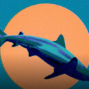 Καρχαρίες σε ρηχά νερά