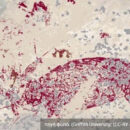 Ανακαλύφθηκε στην Ινδονησία το αρχαιότερο έργο παραστατικής τέχνης Ανακαλύφθηκε στην Ινδονησία το αρχαιότερο έργο παραστατικής τέχνης