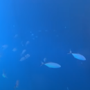 Άντρας έριξε την GoPro κάμερα του κάτω από κρουαζιερόπλοιο και ανακάλυψε ένα  θέαμα...