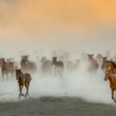 Το μακροβιότερο οπλικό σύστημα της ανθρωπότητας