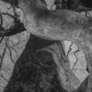 Από πού προέρχεται η φράση «Χαιρέτα μου τον πλάτανο»;