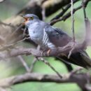 Παγκόσμια «γλώσσα» πουλιών / Χρησιμοποιούν τον ίδιο ήχο για να προειδοποιήσουν για απειλές