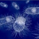 Επιστήμονες… χάκαραν τις συνομιλίες βακτηρίων για να εμποδίσουν στοματικές ασθένειες