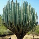 Incredible Cactus in Mexico!!