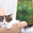 6 πράξεις αγάπης που κάνει η γάτα μας για εμάς