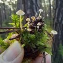 Mini forest on a pine cone.