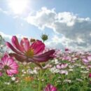 Τα φυτά ξέρουν να μετρούν για να προσαρμόζονται στο περιβάλλον τους