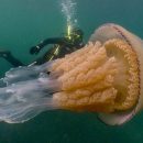 Massive, Human - Size Jellyfish Stuns Divers Off the Coast of England