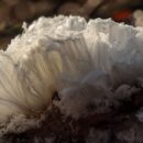 Hikers find ghostly 'hair ice' clinging to trees in an Irish forest