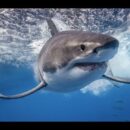 Great White Sharks - and the female Ropey!