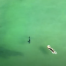 These aerials could make you rethink your fear of sharks...