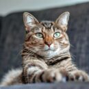 Γάτες «που μιλάνε» μπορεί επιτέλους να πουν τι πραγματικά σκέφτονται μέσω κουμπιών
