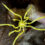 Sea spiders can regrow their anuses, scientists discover