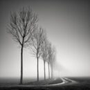 Nature's Symmetry...