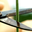 Όταν τα φυτά πληγώνονται τότε φωνάζουν... Όταν τα φυτά πληγώνονται τότε φωνάζουν...