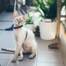 Πώς να απολαμβάνει η γάτα σας τον έξω κόσμο με ασφάλεια Πώς να απολαμβάνει η γάτα σας τον έξω κόσμο με ασφάλεια