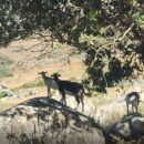 Η Άσβεστη Δίψα της Τοξικής Καλοσύνης: Όταν η Ζωοφιλία Κατασπαράζει την Ανθρωπιά